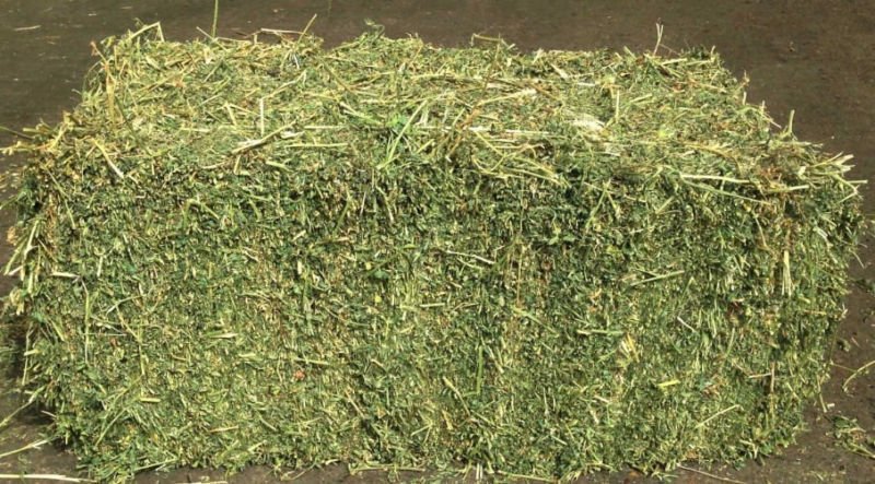 LUCERNE HAY